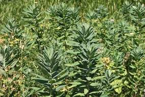 Congested perennials
